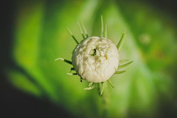 This horizontal , top-view stock photo captures the exquisite detail of a jasmine bud, its petals tightly curled and yet to bloom. The image emphasizes the intricate layers of the bud's form and its vibrant green base. Captured under natural light, the soft-focus green leaves in the background create a gentle and delicate backdrop , enhancing the bud's natural beauty.