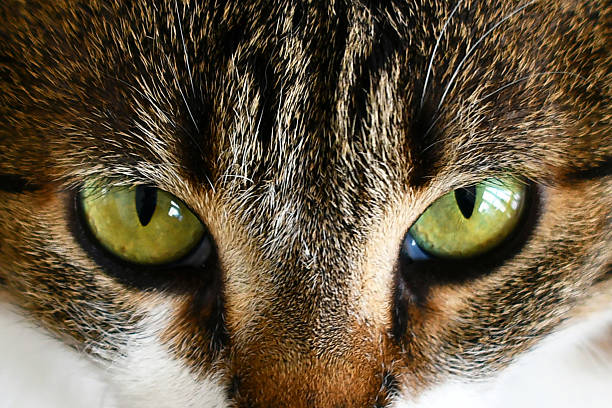 Cat eyes closeup. Tabby cat looking at camera. Grumpy face pet.
