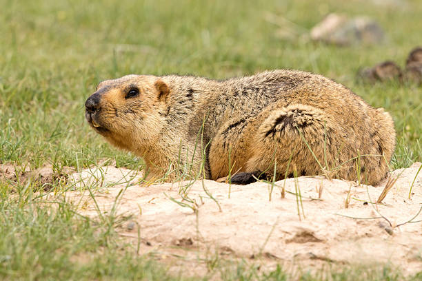 istock Himalayan Marmot (Marmota himalayana) in Qinghai Province, China 2218958302