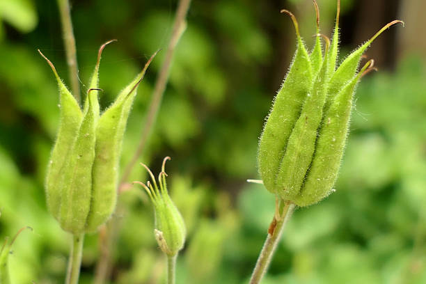 Close up of the seed pods or capsules of an Aquilegia vulgaris also known as Common Columbine or Grannys Bonnet