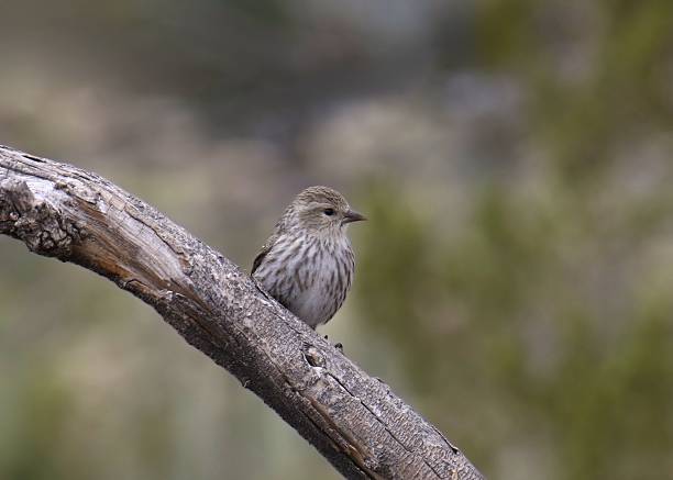 istock Pine Siskin (spinus pinus) perched on a big branch 2218960098