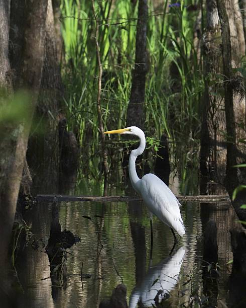 istock Great Egret (ardea alba) standing in a dark murky swamp 2218960149