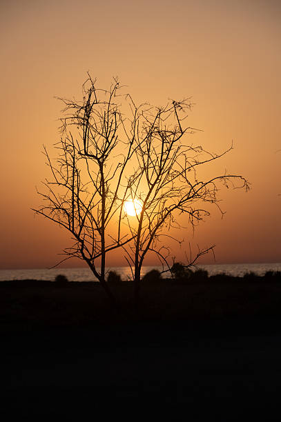 istock Silhouette of a Tree at Sunset in Cyprus 2218960680