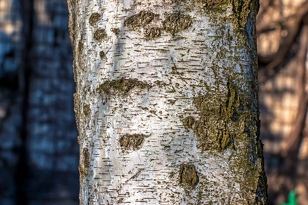 Birch bark texture. Texture of birch bark. Birch bark background. Birch tree trunk, Betula pendula.