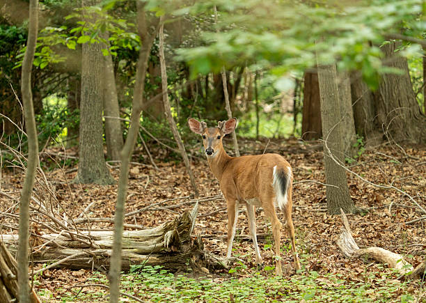 istock Young White-Tailed Buck in the woods #2 2218963260