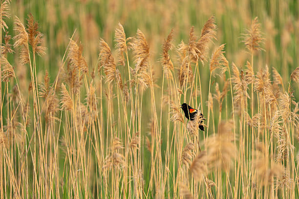 A Red Winged Blackbird perches in the reeds along Conscience Bay in Setauket, Suffolk County, Long Island, NY.