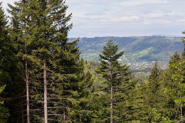 istock A lush green forest stretches out towards rolling hills under a cloudy sky. 2218963560