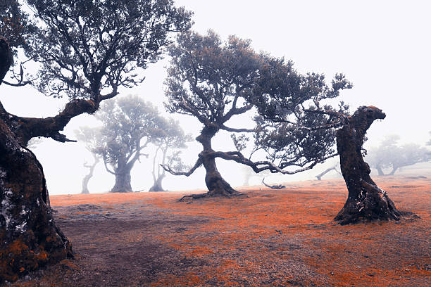 Misty landscape in the Fanal forest in Madeira