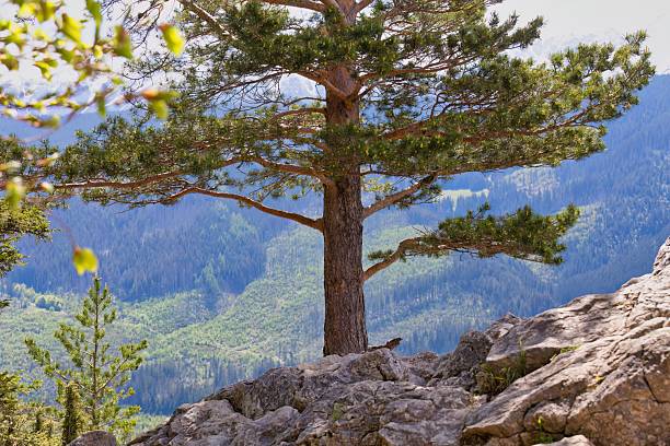 istock A tree stands prominently against a backdrop of misty mountains. 2218965436