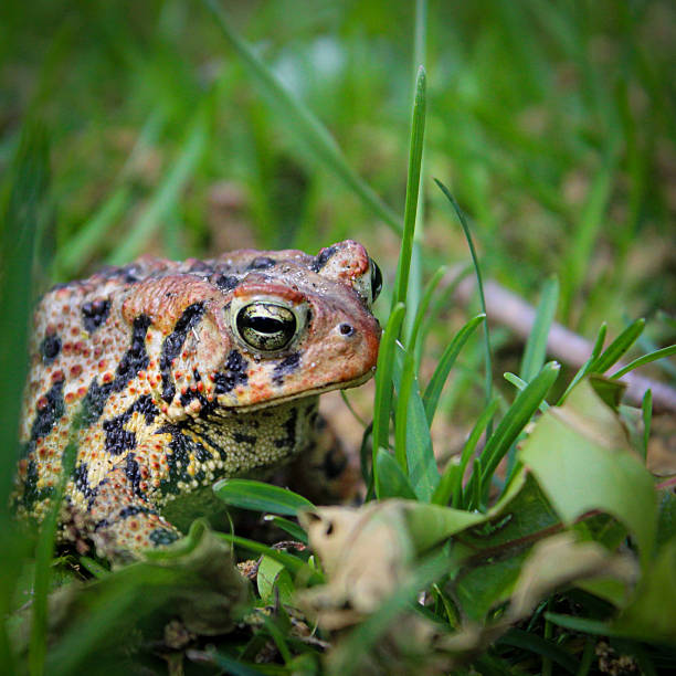istock A close-up portrait of the American toad (Anaxyrus americanus) from a low angle view in a grass yard. 2218966483