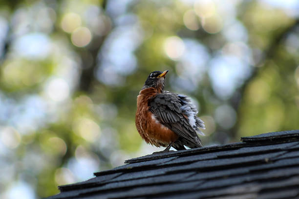 a fluffy robin turns their head and looks toward the sky while perched on a roof. a bokeh light effect is created on the tree canopy in the background