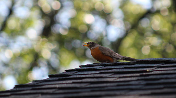A pair of American robins gazing out at the sky