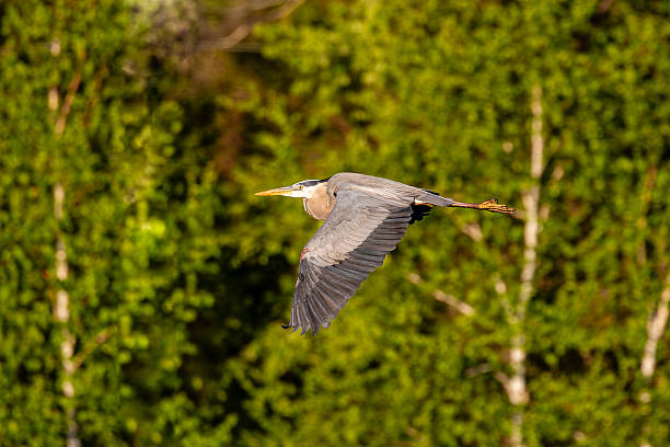 istock Great Blue Heron (Ardea herodias) flying with trees in the background 2218967662
