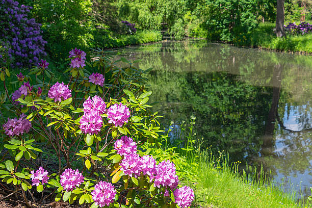 istock Vibrant rhododendrons by a serene pond in lush greenery 2218967801