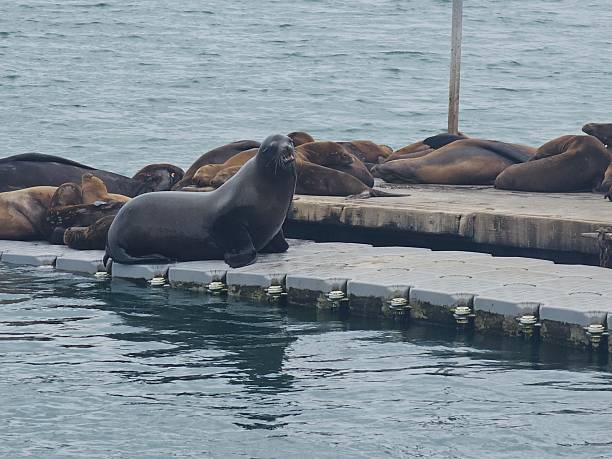 istock Sea Lions at play 2218968060