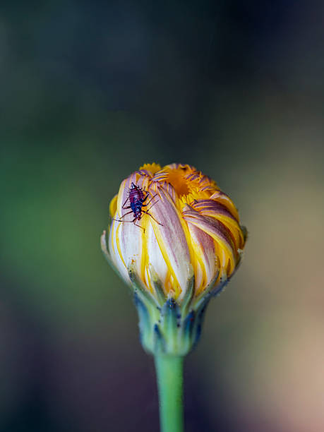Insect on a dandelion flower