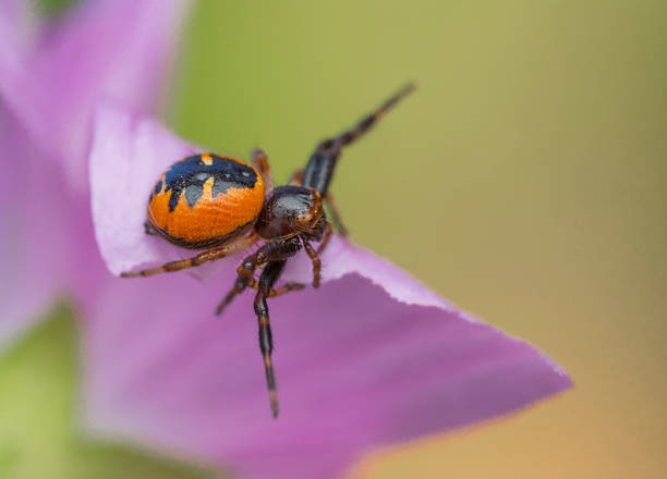 Close-up of the Napoleon spider, Synema globosum