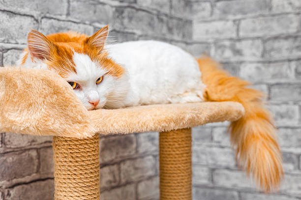 white and red cat sits on the top tier of a play complex. play complex for cats. the cat is lying in the bed