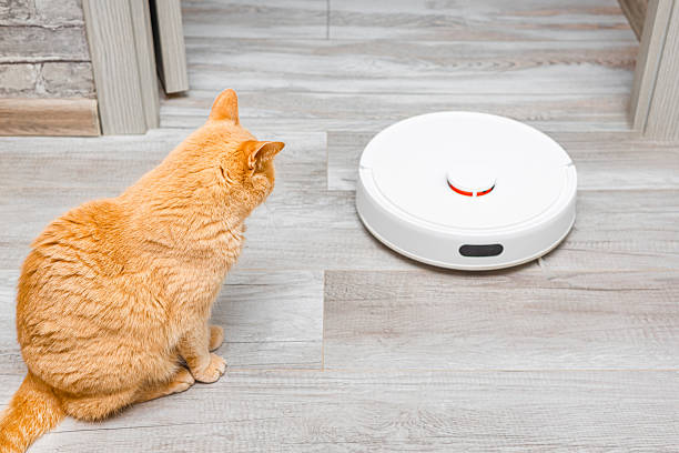 istock cat looks at working robot vacuum cleaner. 2218969233