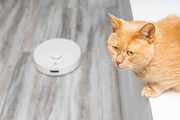 istock cat hiding from working robot vacuum cleaner. 2218969239