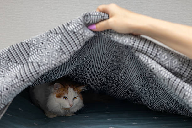 istock cat lies on the bed under the blanket. 2218969244