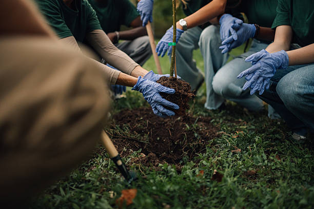 Volunteers planting a young tree in the park