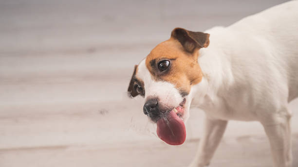 istock Jack Russell Terrier Dog Licking Glass. 2218971735