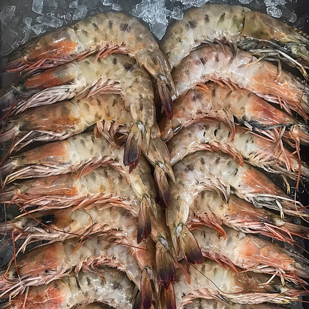 istock Fresh Shrimp on Ice for Sale 2218971792