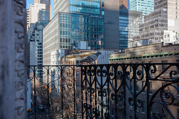 A pigeon perched on decorative wrought iron railing with intricate scrollwork patterns, overlooking the dense Manhattan skyline. The ornate black metal balustrade contrasts with the modern glass and steel office buildings in the background. The elevated perspective captures the urban wildlife amid the towering skyscrapers of the Financial District.