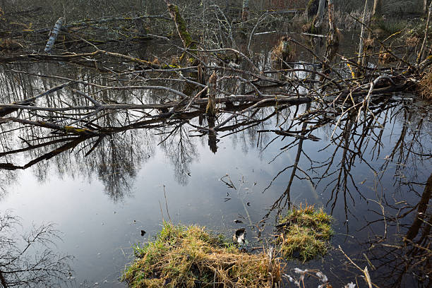 Fallen tree branches create intricate reflections on the dark, still surface of a forest pond in Haessleholm, Sweden.