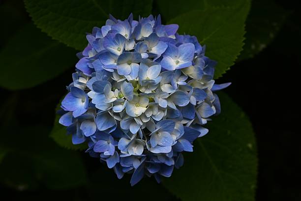 istock A close-up image of a hydrangea flower. 2218979226