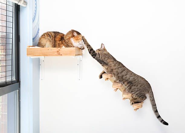 istock Two cats playing on wall mounted cat shelf and stairs. 2218979984