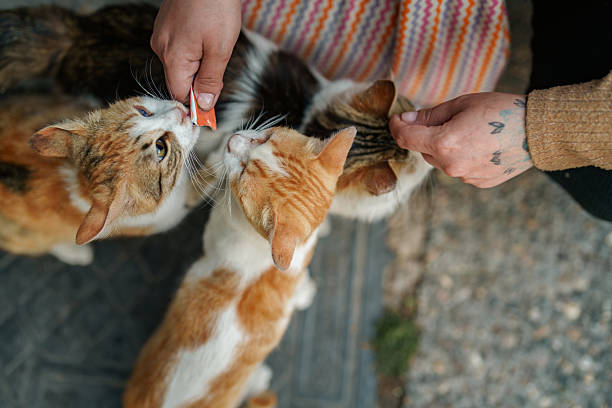 A woman is seen feeding cats on the street.