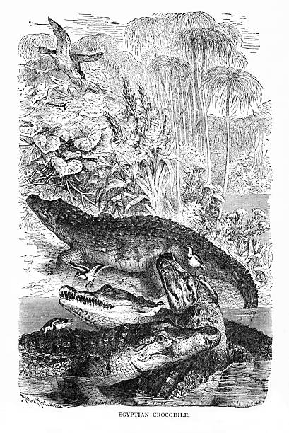 istock Egyptian Crocodiles, North Africa 2218981129