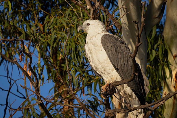istock White-bellied Sea-eagle (Haliaeetus leucogaster), Canberra, ACT, May 2025 2218981562