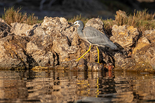 A yellow-crowned night heron walking on the beach looking for food