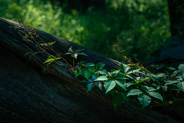 The green climbing vines are growing on the old tree trunk.
