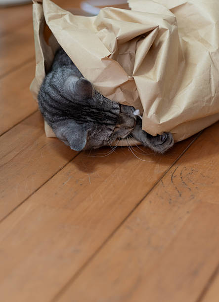 istock Cute cat in a paper bag 2218983247