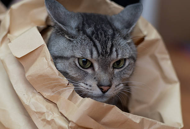 Cute cat in a paper bag