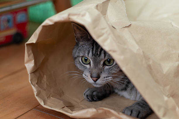istock Cute cat in a paper bag 2218983272
