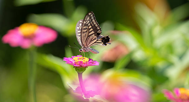 istock A swallowtail butterfly sucking nectar from a flower 2218983360