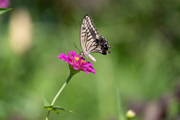 istock A swallowtail butterfly sucking nectar from a flower 2218983368