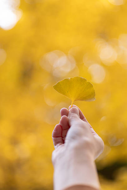 Person holding a yellow ginkgo leaf