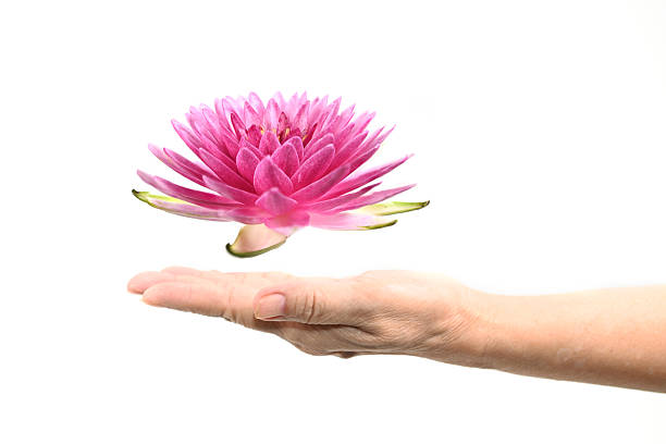 Hand holding white lotus bud flower background.