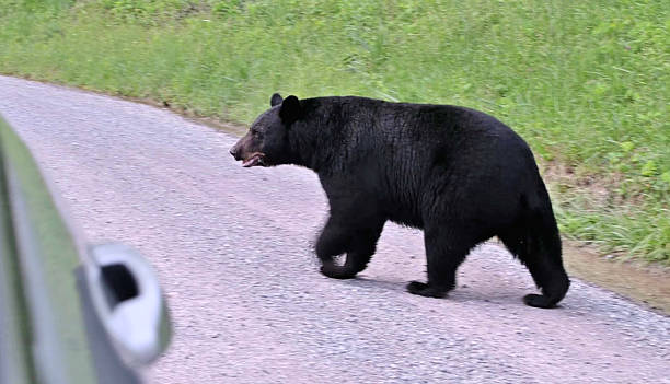 istock Black Bear Crossing the Road 2218984892