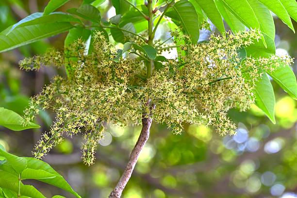 istock Japanese wax tree flowers. Anacardiaceae deciduous tree. 2218986793