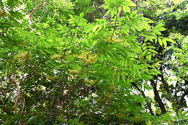 istock Japanese wax tree flowers. Anacardiaceae deciduous tree. 2218986795