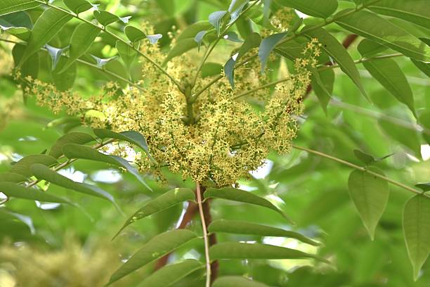 istock Japanese wax tree flowers. Anacardiaceae deciduous tree. 2218986797