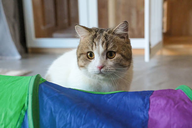Brown tabby and white British Shorthair cat
