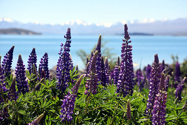 Lupines against the backdrop of snow-capped mountains surrounding Lake Tekapo.